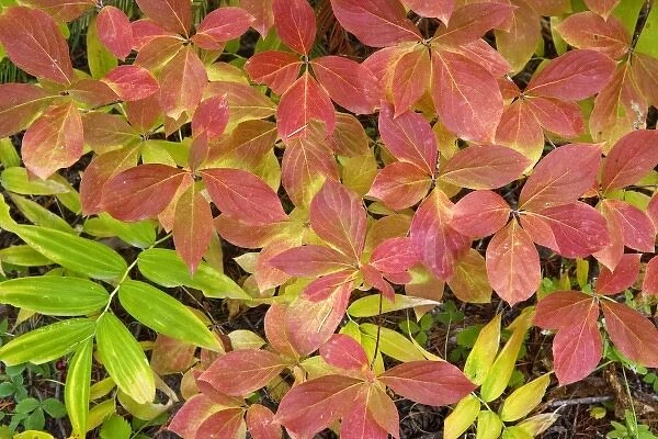 USA, Oregon, Rogue River National Forest. Close-up of dogwood leaves in autumn color