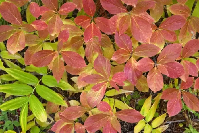 Framed Print : USA, Oregon, Rogue River National Forest. Close-up of dogwood leaves in autumn color Framed Print : USA, Oregon, Rogue River National Forest. Close-up of dogwood leaves in autumn color