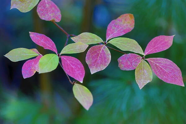 USA, Oregon, Rogue River Wilderness. Wild dogwood leaves in autumn