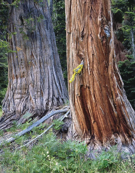 USA, Oregon, Rogue-Umpqua Divide Wilderness