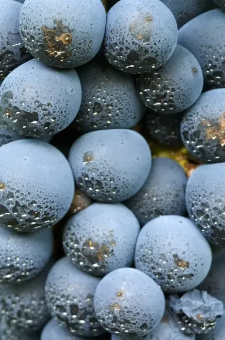Framed Print : USA, Oregon, Roseburg. Sulphur dust on Old vine Cabernet Sauvignon in Hillcrest Winery vineyard