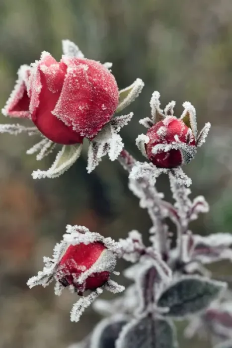 Framed Print : USA, Oregon. Roses draped with frost. Credit as: Steve Terrill / Jaynes Gallery / DanitaDelimont Framed Print : USA, Oregon. Roses draped with frost. Credit as: Steve Terrill / Jaynes Gallery / DanitaDelimont