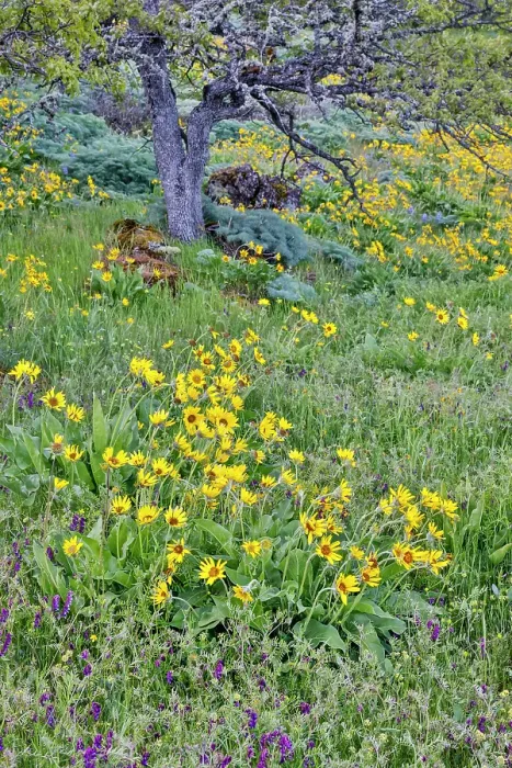 Framed Print : USA, Oregon. Rowena Crest on Old Highway 30 above Columbia River and springtime balsamroot blooming and sweet fennel amongst oaks Framed Print : USA, Oregon. Rowena Crest on Old Highway 30 above Columbia River and springtime balsamroot blooming and sweet fennel amongst oaks