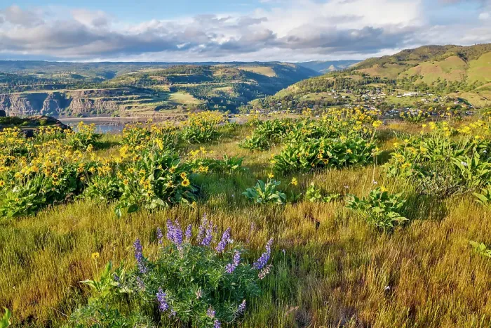 Framed Print : USA, Oregon. Rowena Crest on Old Highway 30 above Columbia River and springtime balsamroot and lupine blooming along trail