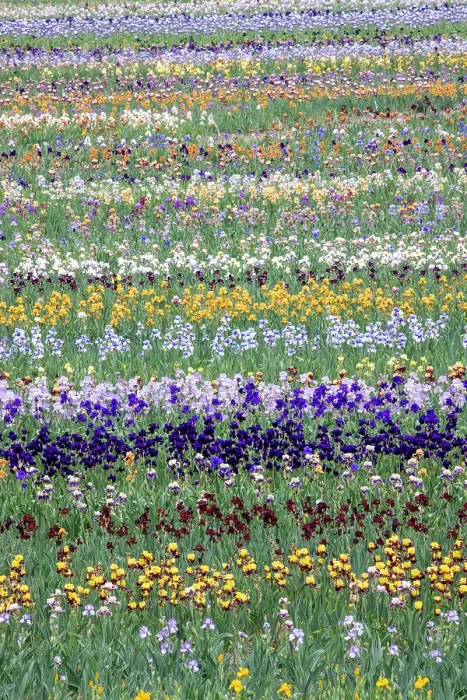 Framed Print : USA, Oregon. Rows of bearded iris in field