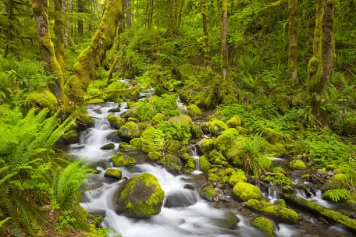 Framed Print : USA, Oregon. Ruckle Creek in springtime, in the Columbia Gorge, Oregon Framed Print : USA, Oregon. Ruckle Creek in springtime, in the Columbia Gorge, Oregon
