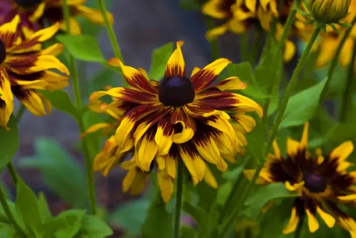 Framed Print : USA, Oregon. Rudbeckia hirta Cherokee Sunset Credit as: Jean Carter / Jaynes Framed Print : USA, Oregon. Rudbeckia hirta Cherokee Sunset Credit as: Jean Carter / Jaynes
