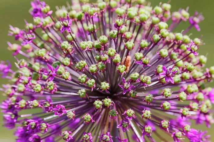 Framed Print : USA, Oregon, Salem. Allium bloom fading Framed Print : USA, Oregon, Salem. Allium bloom fading