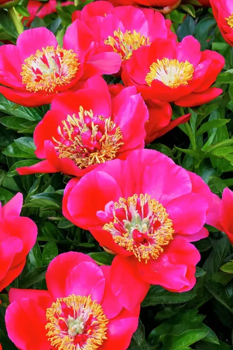 Framed Print : USA, Oregon, Salem. Area garden with bright pink peonies