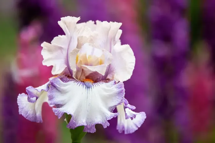 Framed Print : USA, Oregon, Salem. Bearded iris in garden Framed Print : USA, Oregon, Salem. Bearded iris in garden