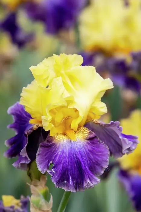 Framed Print : USA, Oregon, Salem. Bearded iris in garden