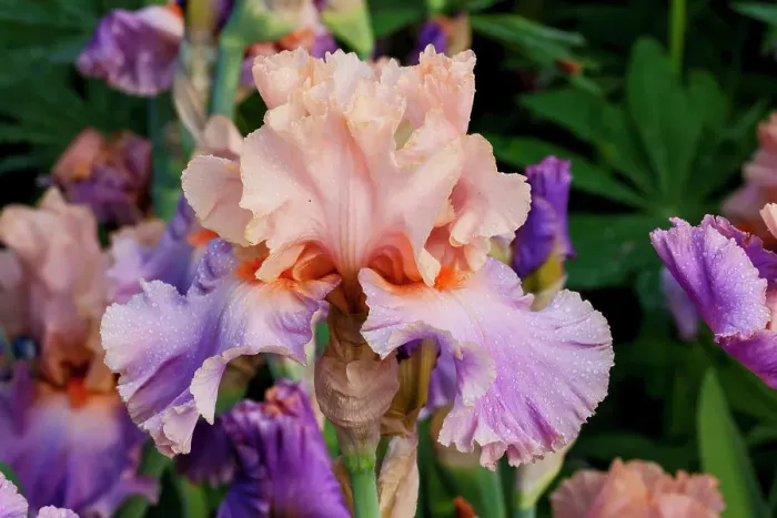 Framed Print : USA, Oregon, Salem. Bearded iris in garden