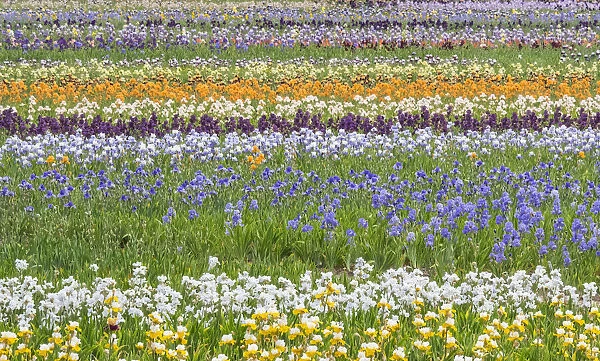 USA, Oregon, Salem Bearded Iris grown in field