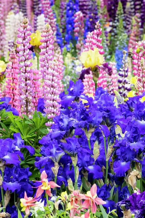 Framed Print : USA, Oregon, Salem. Bearded iris and lupine in multiple colors in garden Framed Print : USA, Oregon, Salem. Bearded iris and lupine in multiple colors in garden