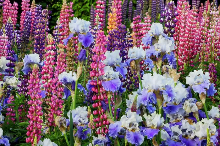 Framed Print : USA, Oregon, Salem. Bearded iris and lupine in multiple colors in garden Framed Print : USA, Oregon, Salem. Bearded iris and lupine in multiple colors in garden