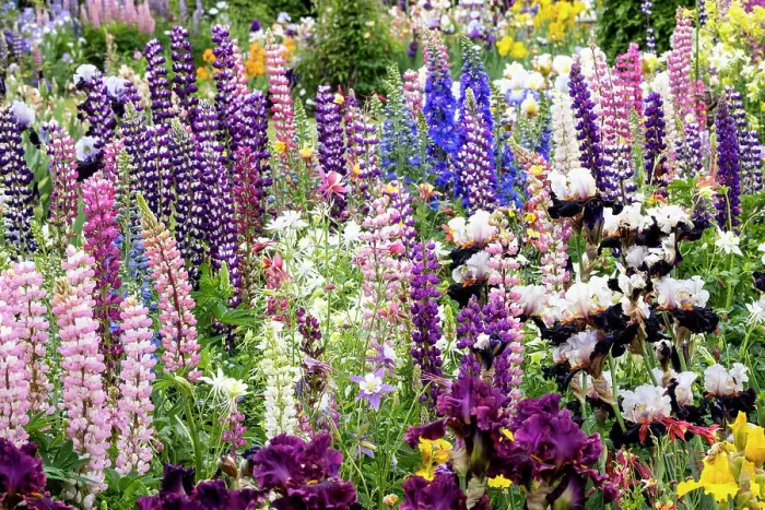 Framed Print : USA, Oregon, Salem. Bearded iris and lupine in multiple colors in garden