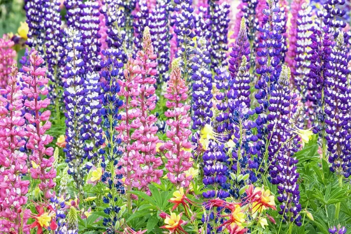 Framed Print : USA, Oregon, Salem. Bearded iris and lupine in multiple colors in garden Framed Print : USA, Oregon, Salem. Bearded iris and lupine in multiple colors in garden