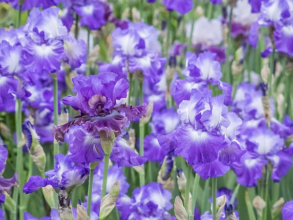 USA, Oregon, Salem, Bearded Iris springtime bloom