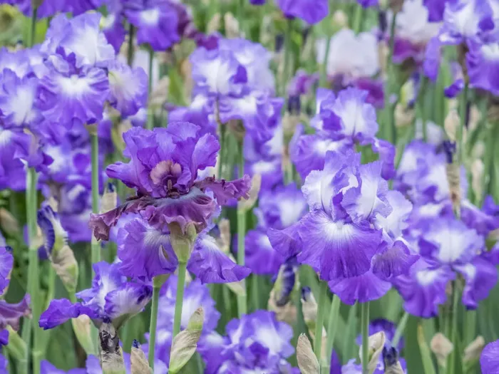 Framed Print : USA, Oregon, Salem, Bearded Iris springtime bloom Framed Print : USA, Oregon, Salem, Bearded Iris springtime bloom