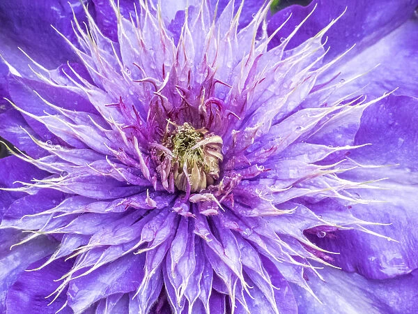 USA, Oregon, Salem close-up of purple blooming Clematis flower