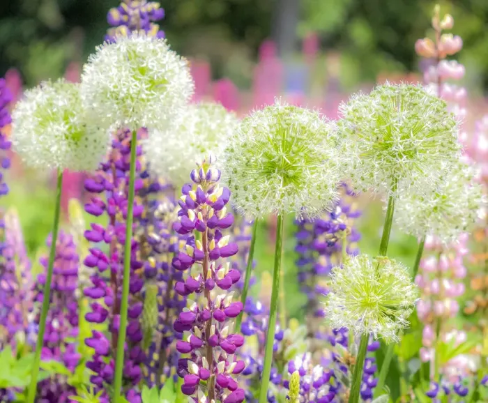 Framed Print : USA, Oregon, Salem, colorful garden with Russell Lupine and Allium in full bloom Framed Print : USA, Oregon, Salem, colorful garden with Russell Lupine and Allium in full bloom