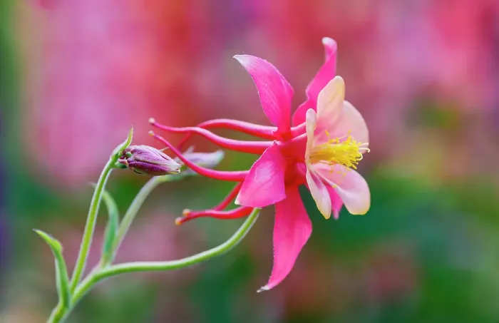 Framed Print : USA, Oregon, Salem. Columbine in multiple colors in garden
