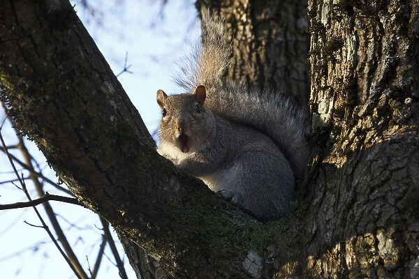 USA, Oregon, Salem, Eastern Gray Squirrel (Sciurus carolinensis) begging food in downtown