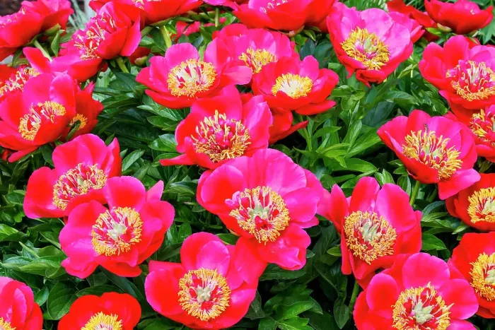 Framed Print : USA, Oregon, Salem. Garden with bright pink peonies