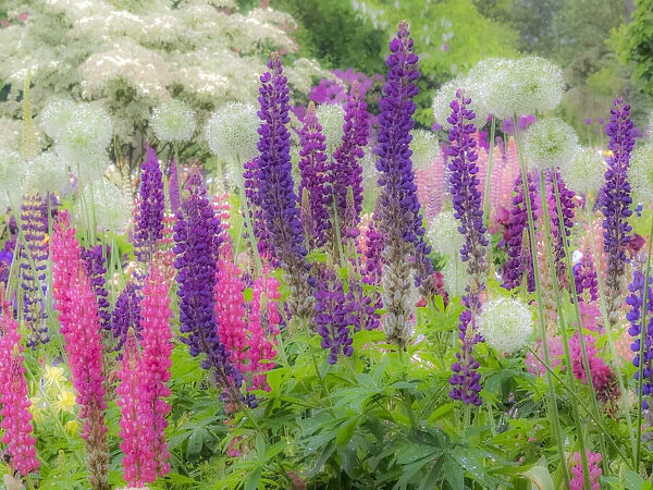 USA, Oregon, Salem, Garden planted with Russel Lupine and Allum