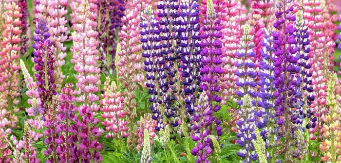 Framed Print : USA, Oregon, Salem. Lupine in multiple colors in garden