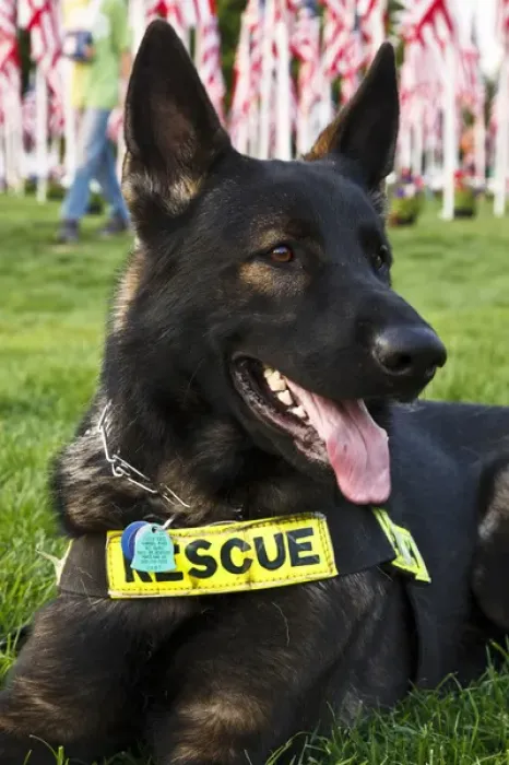 Framed Print : USA, Oregon, Salem, rescue dog, Alsatian, taking part in 9  /  11 tenth anniversary activities