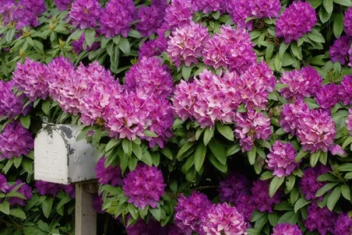 Framed Print : USA, Oregon, Salem. Rhododendrons surround mailbox at Schreiners Iris Garden