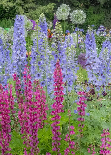 USA, Oregon, Salem springtime garden with Lupine, Allum and Delphinium