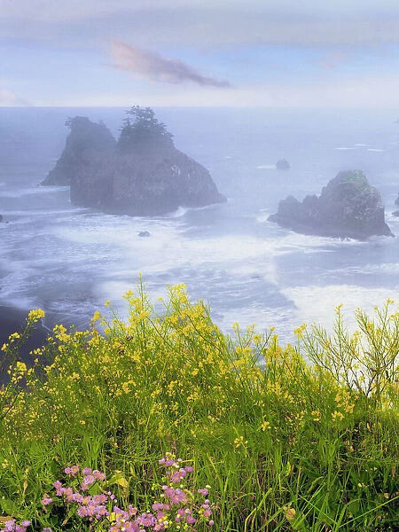 USA, Oregon, Samuel H. Boardman State Park. Wild mustard on cliff above coastline