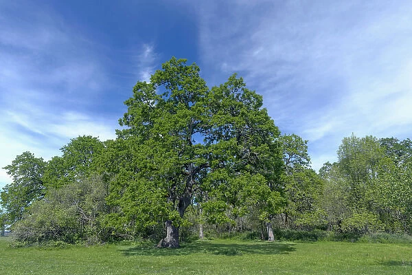 USA, Oregon, Sauvie Island Wildlife Area, Oregon white oak trees rise above meadow