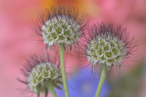 USA, Oregon. Scabiosa flower seed heads close-up