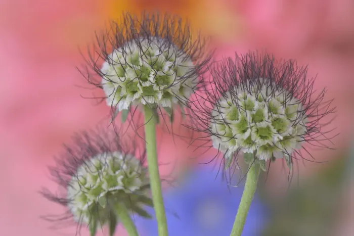 Framed Print : USA, Oregon. Scabiosa flower seed heads close-up Framed Print : USA, Oregon. Scabiosa flower seed heads close-up