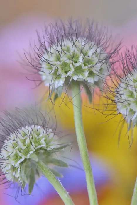 Framed Print : USA, Oregon. Scabiosa flower seed heads close-up Framed Print : USA, Oregon. Scabiosa flower seed heads close-up