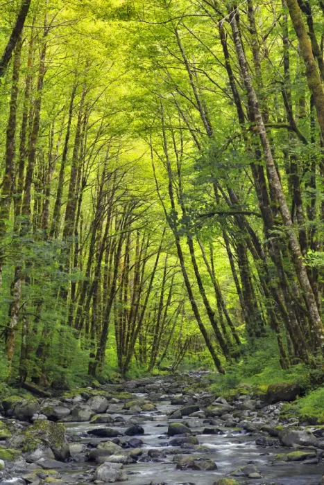 Framed Print : USA, Oregon. Scenic with forest and Wilson River Framed Print : USA, Oregon. Scenic with forest and Wilson River