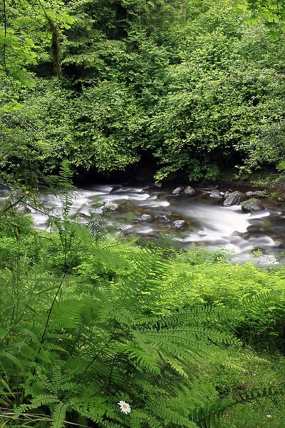 USA, Oregon. Scenic of Little Sandy River and ferns