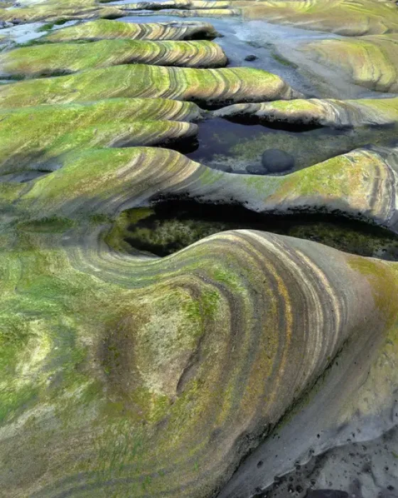 Framed Print : USA, Oregon, Seal Rock Beach Wayside. Algae-tinted sandstone formations. Credit as Framed Print : USA, Oregon, Seal Rock Beach Wayside. Algae-tinted sandstone formations. Credit as