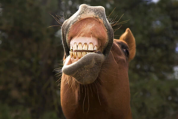 USA, Oregon, Seneca, Ponderosa Ranch. A horse showing his teeth