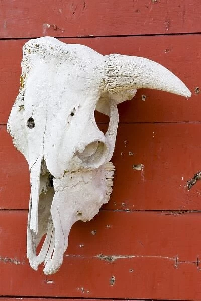 USA, Oregon, Seneca, Ponderosa Ranch. Cow skull hanging on a weathered wooden barn wall
