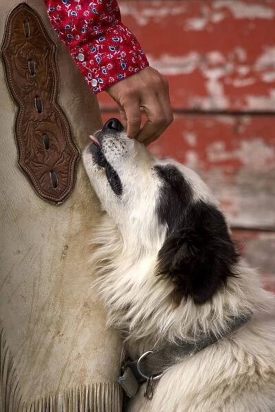 USA, Oregon, Seneca, Ponderosa Ranch. Cowgirls hand reaching down to pet her dog