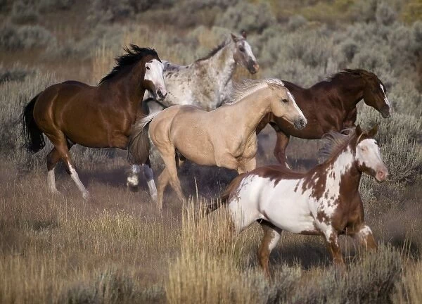 USA, Oregon, Seneca, Ponderosa Ranch. Horses running on prairie