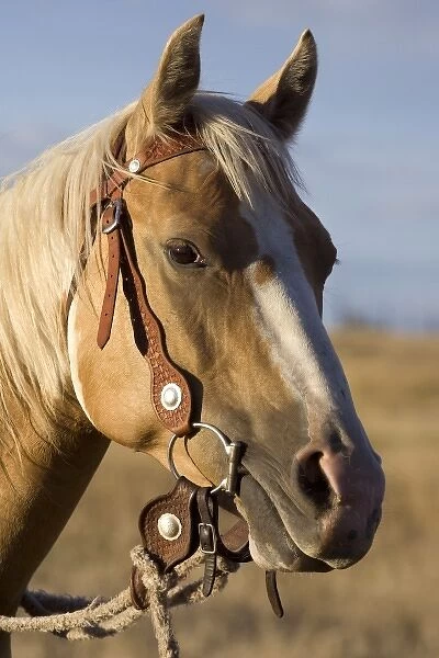 USA, Oregon, Seneca, Ponderosa Ranch. Portrait of a horse wearing bridle