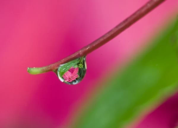 USA, Oregon, Shore Acres Gardens, Water droplet on New Guinea impatiens, reflecting flower in drop