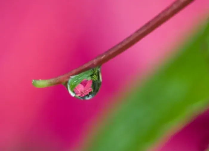 Framed Print : USA, Oregon, Shore Acres Gardens, Water droplet on New Guinea impatiens, reflecting flower in drop