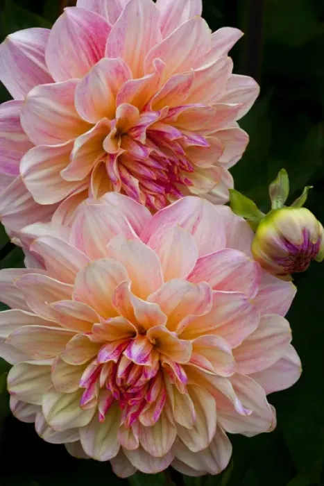 Framed Print : USA, Oregon, Shore Acres State Park. Close-up of dahlia flowers Framed Print : USA, Oregon, Shore Acres State Park. Close-up of dahlia flowers