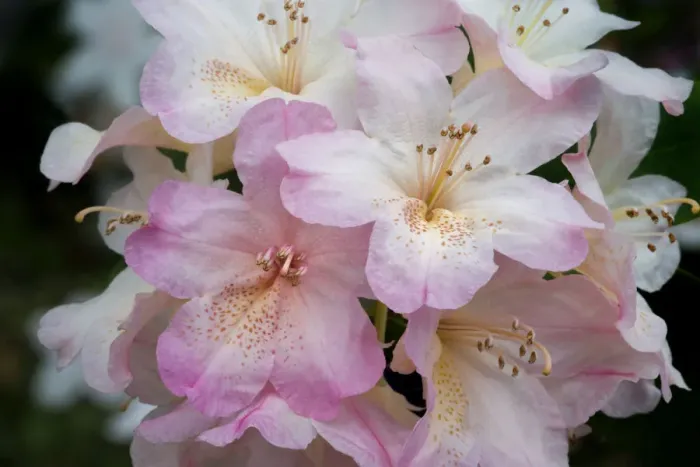 Framed Print : USA, Oregon, Shore Acres State Park. Rhododendron flowers close-up Framed Print : USA, Oregon, Shore Acres State Park. Rhododendron flowers close-up